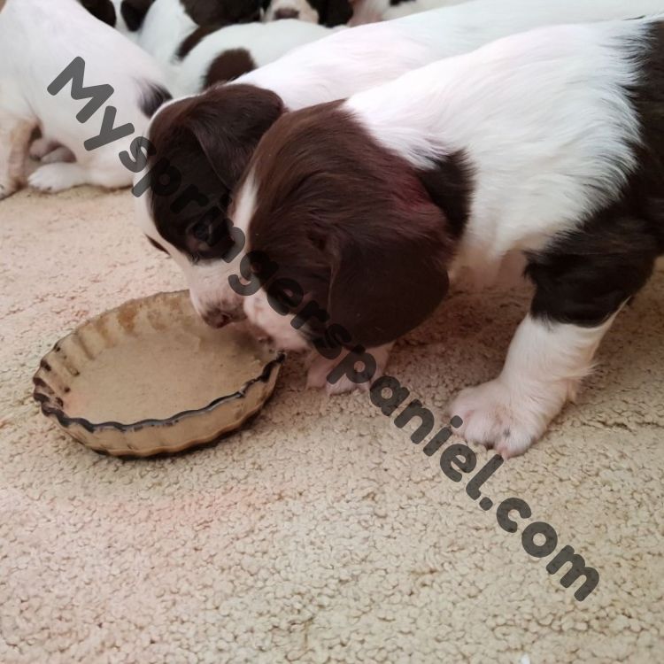 How Much Do I Feed a Springer Spaniel Puppy? Complete Guide