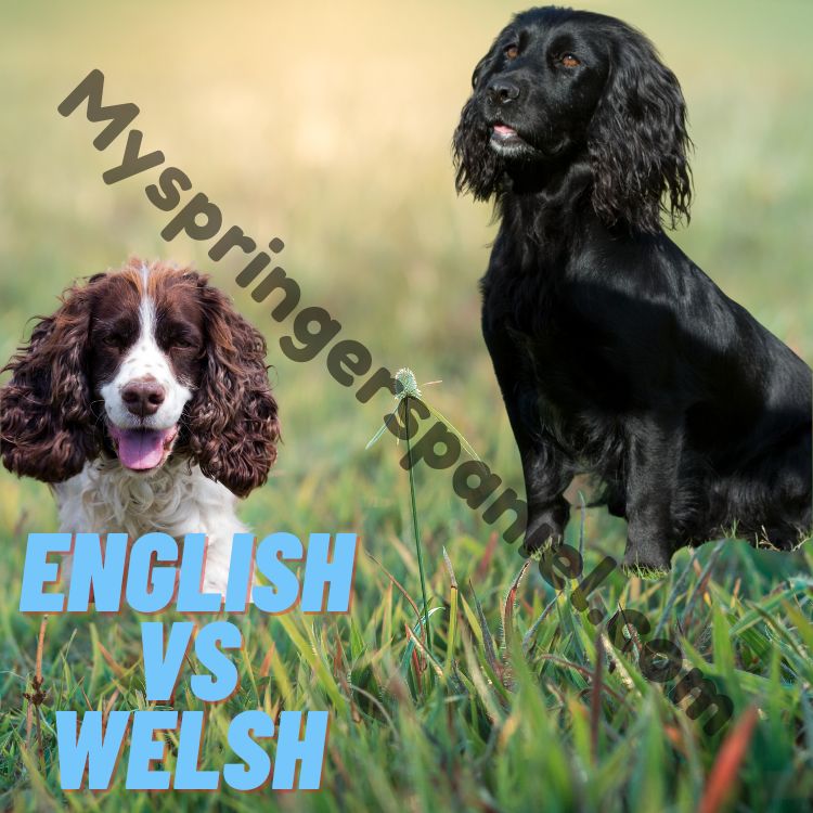 Difference Between Springer and Cocker Spaniels
